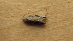 Proteoteras crescentana