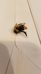 Bombus bimaculatus