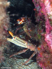Cronius ruber
