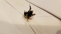 Bombus bimaculatus