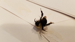 Bombus bimaculatus