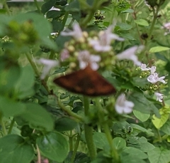 Pyrausta rubricalis