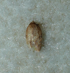 Sparganothis distincta