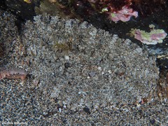 Actinostella flosculifera