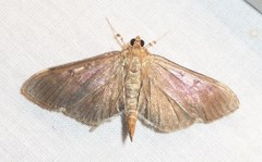 Herpetogramma sphingealis