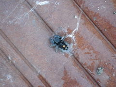 Phidippus audax