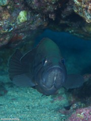 Epinephelus caninus