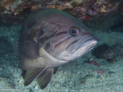 Epinephelus caninus