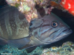 Epinephelus caninus
