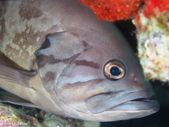 Epinephelus caninus
