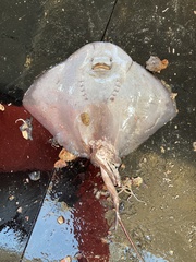 Pteroplatytrygon violacea