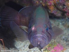 Epinephelus caninus