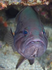 Epinephelus caninus