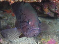 Epinephelus caninus