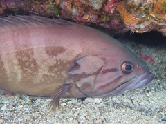 Epinephelus caninus