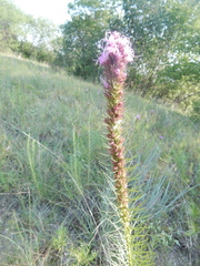 Liatris aestivalis