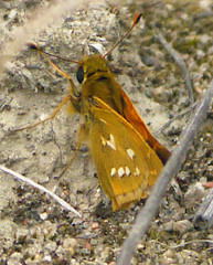 Hesperia comma laurentina