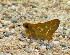 Hesperia comma laurentina