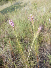 Liatris aestivalis