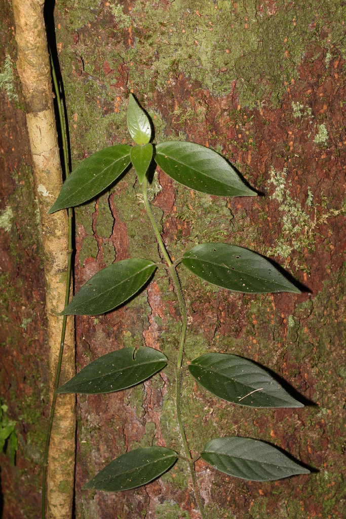 Psychotria ovoidea (Psychotria ovoidea)