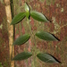 Psychotria ovoidea - Photo (c) loupok, algunos derechos reservados (CC BY-NC-ND)