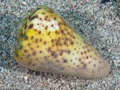 Conus canariensis