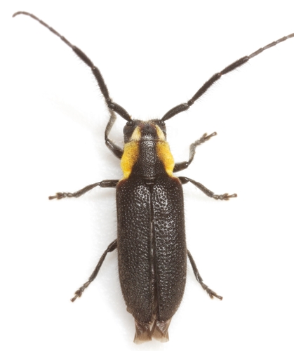 How to identify Hemierana marginata (Fabricius, 1798)