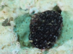 Clanculus berthelotii