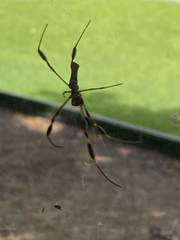 Trichonephila clavipes