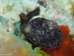 Clanculus berthelotii