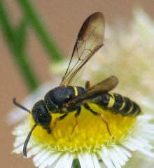 Sapyga louisi