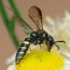 Sapyga louisi