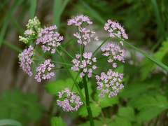 Chaerophyllum hirsutum