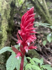 Stenorrhynchos speciosum