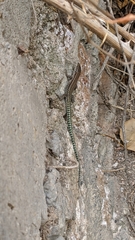 Podarcis vaucheri