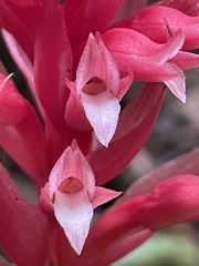 Stenorrhynchos speciosum