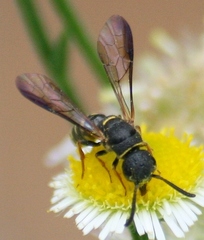 Sapyga louisi