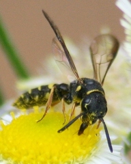 Sapyga louisi