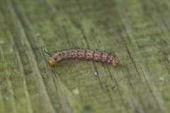 Anisota pellucida
