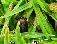 Prosapia ignifera