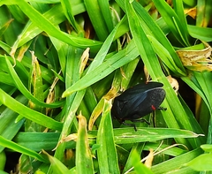 Prosapia ignifera