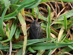Prosapia ignifera