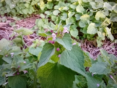 Lamium purpureum
