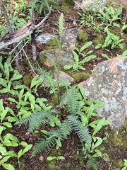 Pedicularis bracteosa