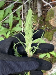 Pedicularis bracteosa