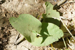 Aristolochia californica