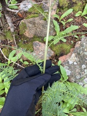 Pedicularis bracteosa