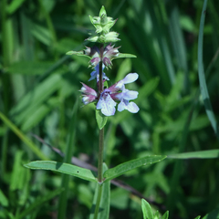 Stachys hyssopifolia