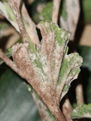 Podosphaera mors-uvae