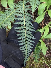 Pedicularis bracteosa